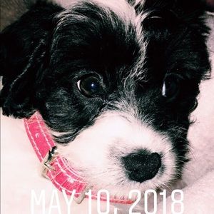 Meet your Posher, Alison